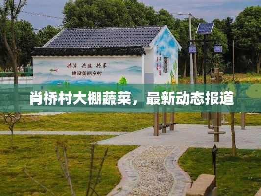肖桥村大棚蔬菜，最新动态报道