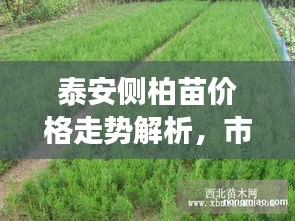 泰安侧柏苗价格走势解析，市场分析预测报告出炉！