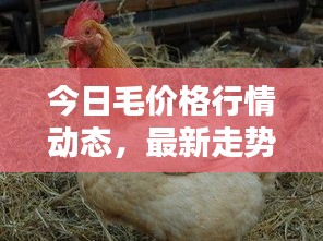 今日毛价格行情动态，最新走势一网打尽！