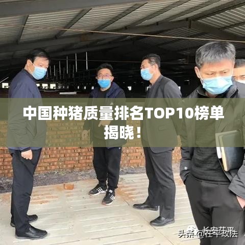 中国种猪质量排名TOP10榜单揭晓！
